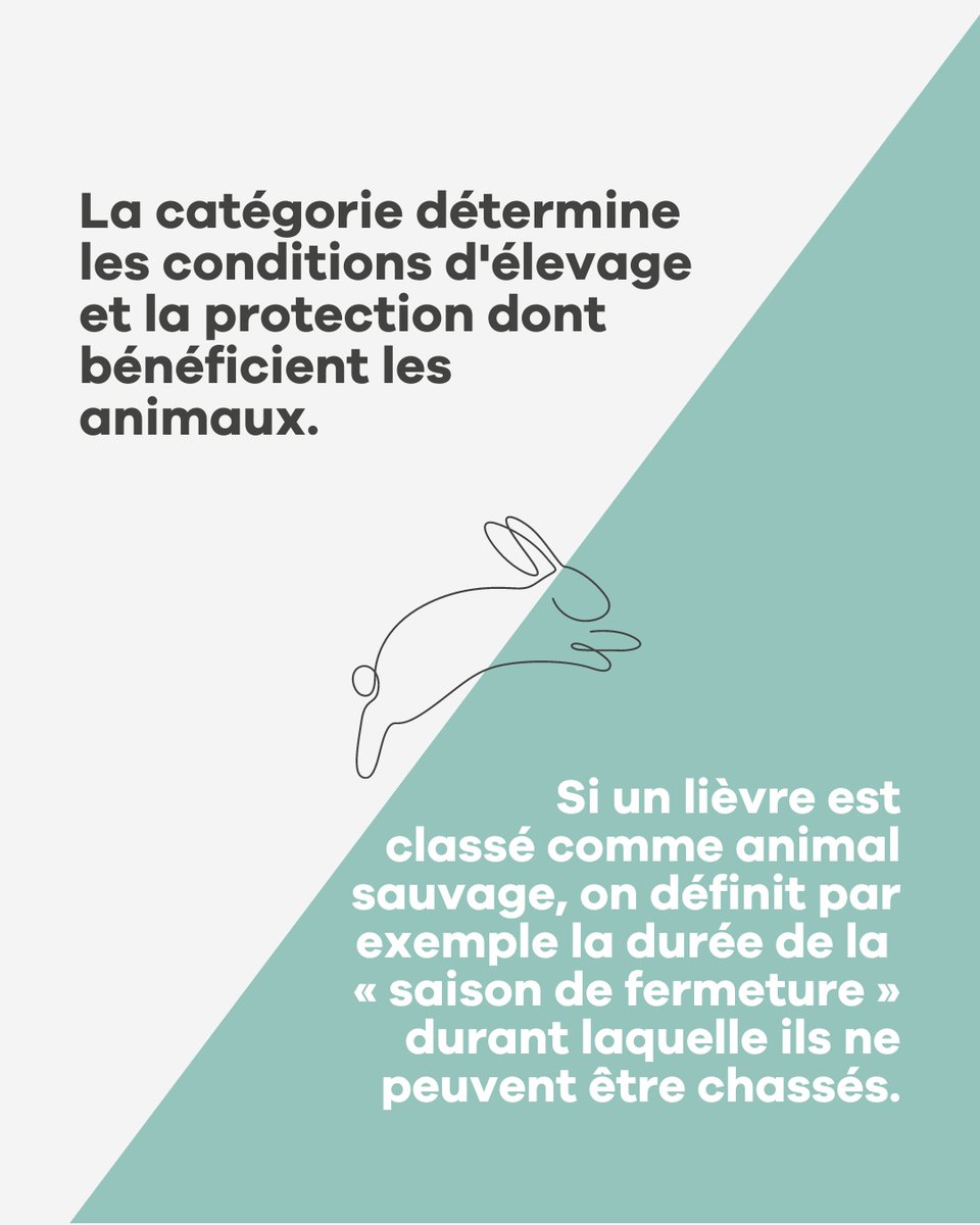 Sentiencesuisse's tweet photo. L'idée que la protection des animaux en Suisse dépend de l'usage auquel ils sont destinés soulève toutefois des questions.

Découvrez-en plus dans notre dernier article de blog 👉️ https://t.co/nthU7TeTc5

#sentience #ethique #ethiqueanimale #protectiondesanimaux https://t.co/rHd57MM8sY