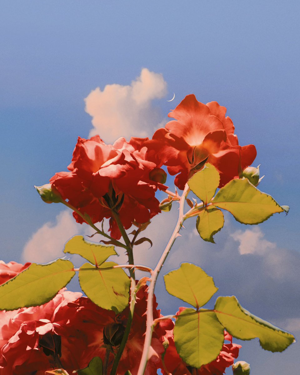 Gm! Can’t wait for the autumn weather to roll in! Cooler palettes and vibrant florals 🍂☕️🎃