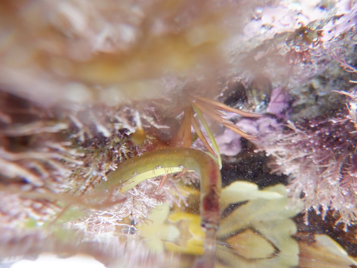 rockpoolproject's tweet photo. Worm pipefish found on our safaris! 

#rockpoolproject #wormpipefish #rockpooling #southwestcoast #funwiththefamily #marinelife https://t.co/xnaaVz9MLM
