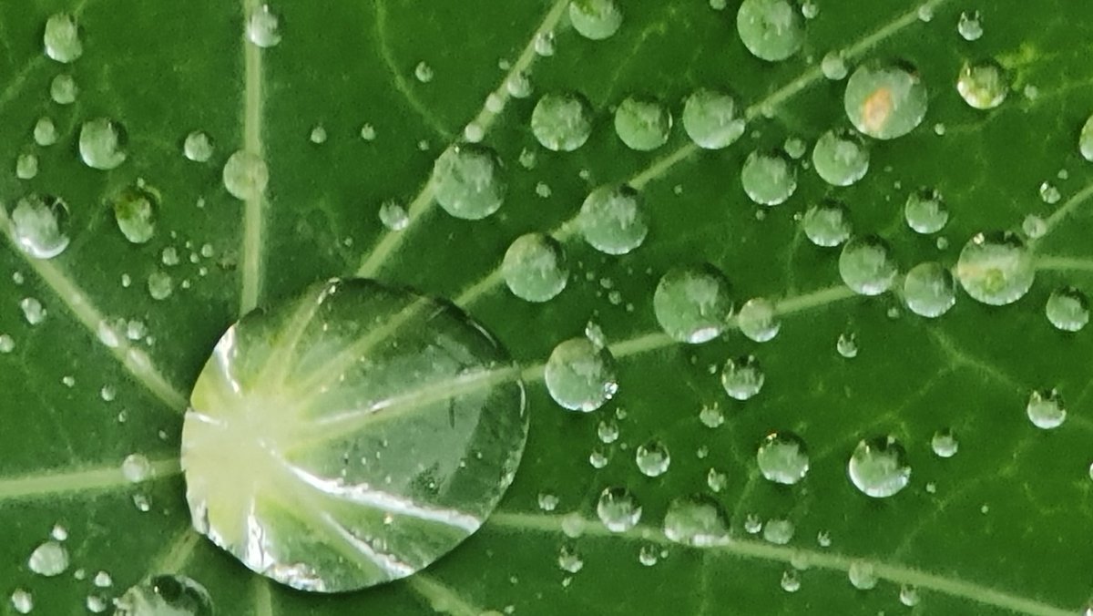 Something I saw this morning in the rain-damp garden