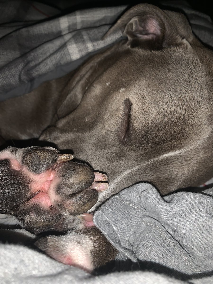 Gonna sleep through the  hurry cane. Wake me on Thursday when it’s gone.❤️🐶🐾#dogs #dogsoftwitter