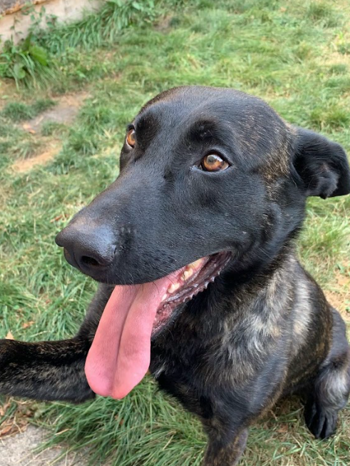 ILStatePolice's tweet photo. Happy National Police K-9 Day! 🐶🐕🐩🦮🐕‍🦺

National Police K-9 Day is a special day to honor Police Dogs &amp; to memorialize those fallen Police K-9's that gave their lives in the line of duty. THANK YOU to all of the ISP K9s for helping to keep Illinois safe. https://t.co/DXjZ1AJAOR