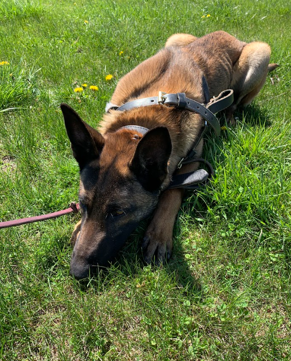 ILStatePolice's tweet photo. Happy National Police K-9 Day! 🐶🐕🐩🦮🐕‍🦺

National Police K-9 Day is a special day to honor Police Dogs &amp; to memorialize those fallen Police K-9's that gave their lives in the line of duty. THANK YOU to all of the ISP K9s for helping to keep Illinois safe. https://t.co/DXjZ1AJAOR