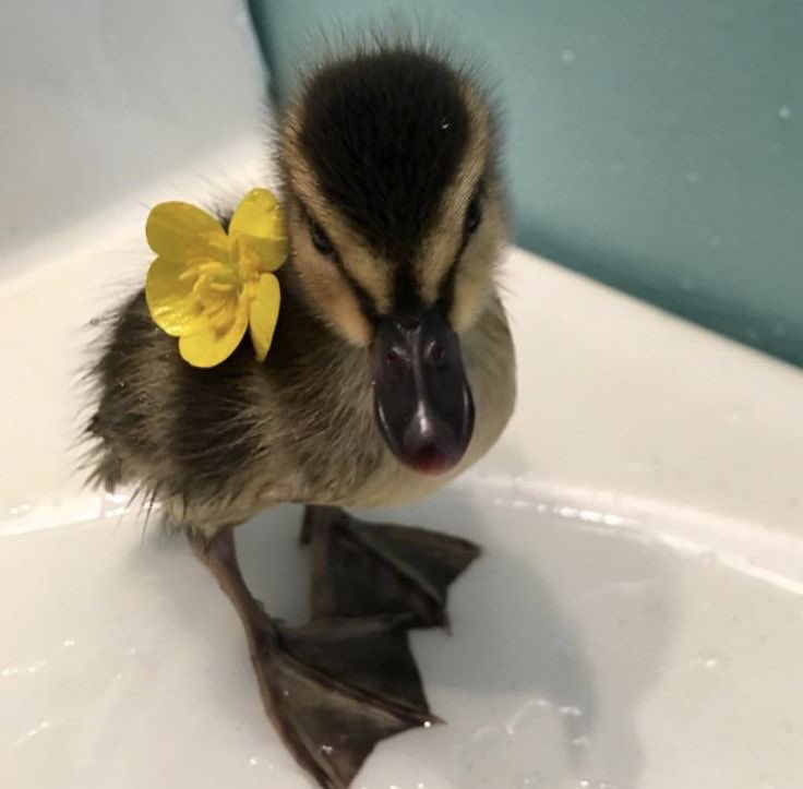 NYMPHALEFK's tweet photo. ；› 𝐏𝐀𝐓𝐎

             ⊱⋮ Tres meses.
             ⊱⋮ Muy juguetón e inquieto. 
             ⊱⋮ Alabio duck. https://t.co/u6q5xgUIwZ