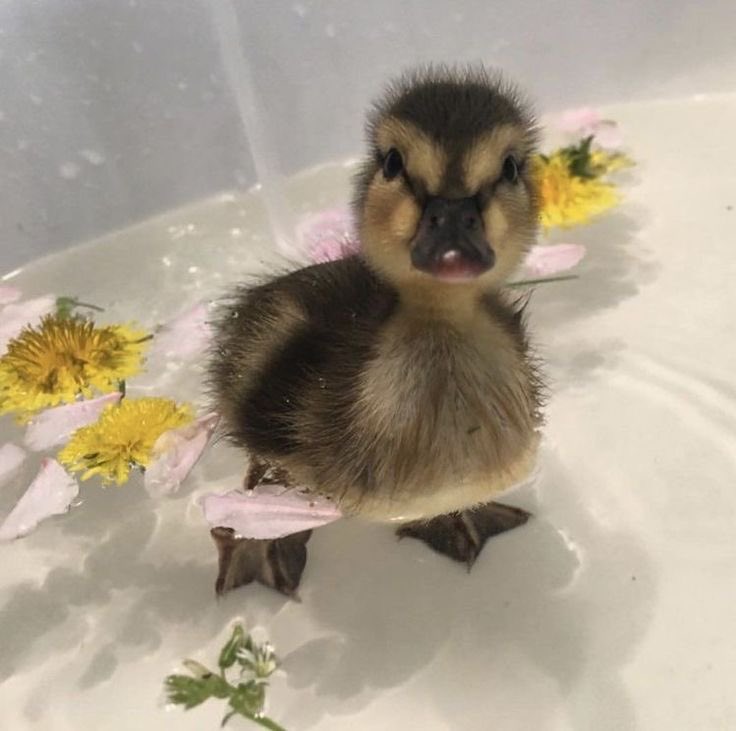 NYMPHALEFK's tweet photo. ；› 𝐏𝐀𝐓𝐎

             ⊱⋮ Tres meses.
             ⊱⋮ Muy juguetón e inquieto. 
             ⊱⋮ Alabio duck. https://t.co/u6q5xgUIwZ
