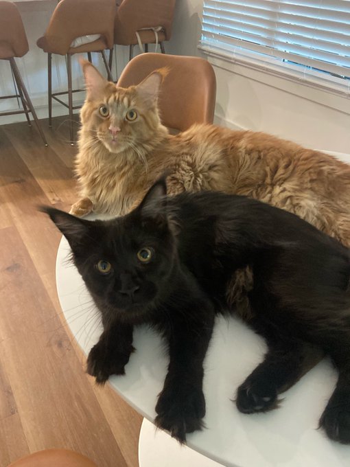 Thinking about the way these two charming young gentlemen have received head scratches from more certified<a href="/tag/mvsales"class="tags"><span>#mvsales</span></a>
