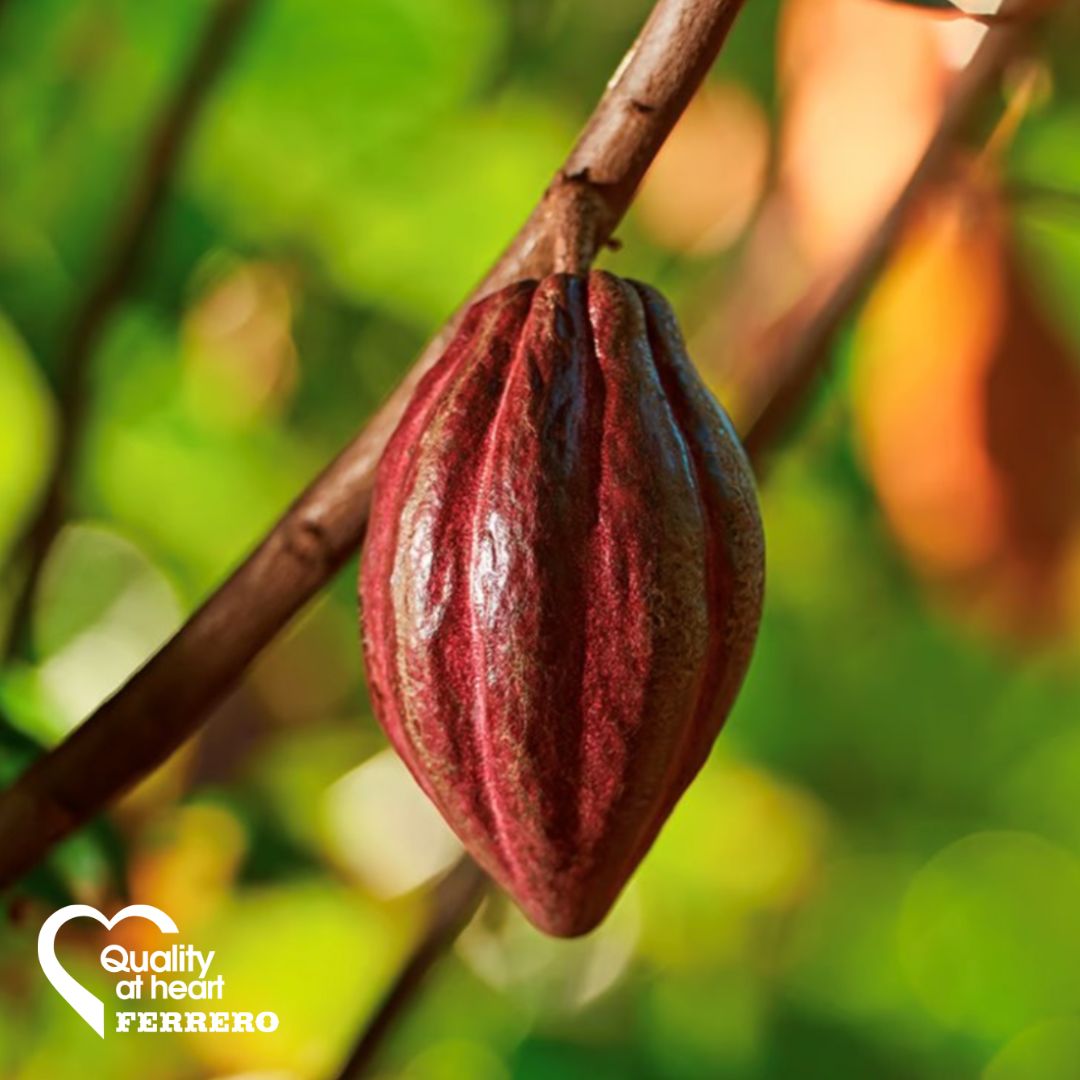 Ferrero’s cocoa is 100% sourced through independently managed sustainability standards. Discover more about how we collaborate with @ICI_children1st and @SaveChildrenIT to help make cocoa production more responsible ​ @thetimes #QualityAtHeart thetimes.co.uk/static/respons…