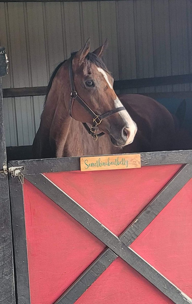 Ready for a halter auction? Go to our Facebook page to bid!Somethinaboutbetty Her original halter before arriving at the Haven Starting bid $150. $8 will be added for shipping. Bidding ends September 4 at 12pm Please share