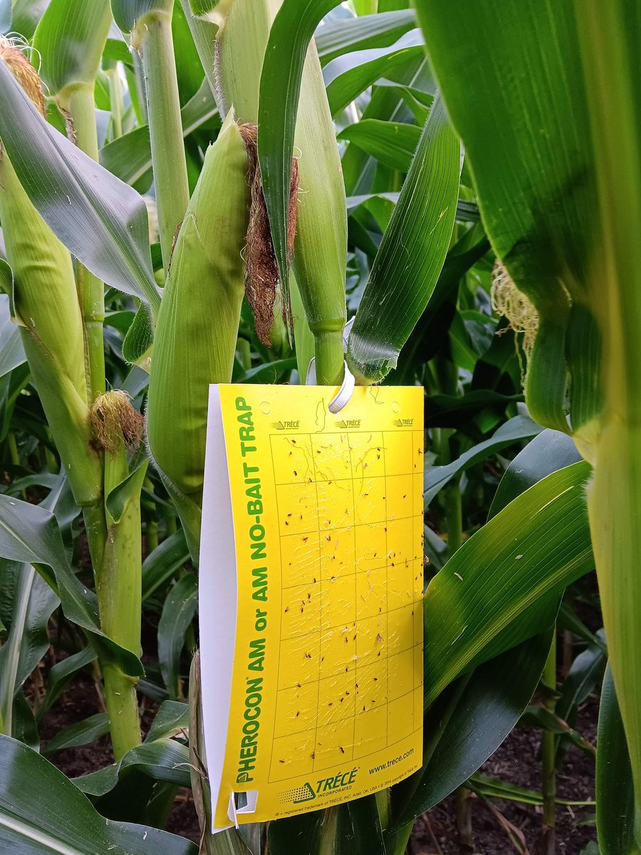 Glad to be helping the GLMPMN to monitor corn pests in Eastern Ontario this year.🐛🦋
4 WBC traps and 4 CRW sites have been installed in the @CoopEmbrun . Thanks @TraceyBaute for the help and your knowledge!