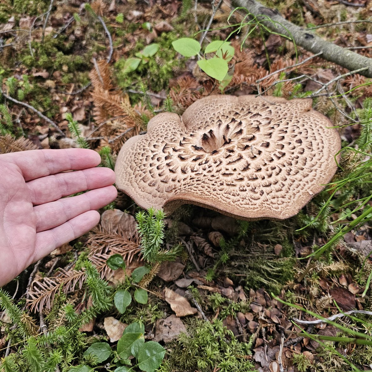 #mushroomoftheday is this amazing Shingled Hedgehog next to our #bcparks pitch by the edge of Kinaskan Lake. Is edible like our Hedgehog fungus, but not mine to pick. #NorthAmericanTour