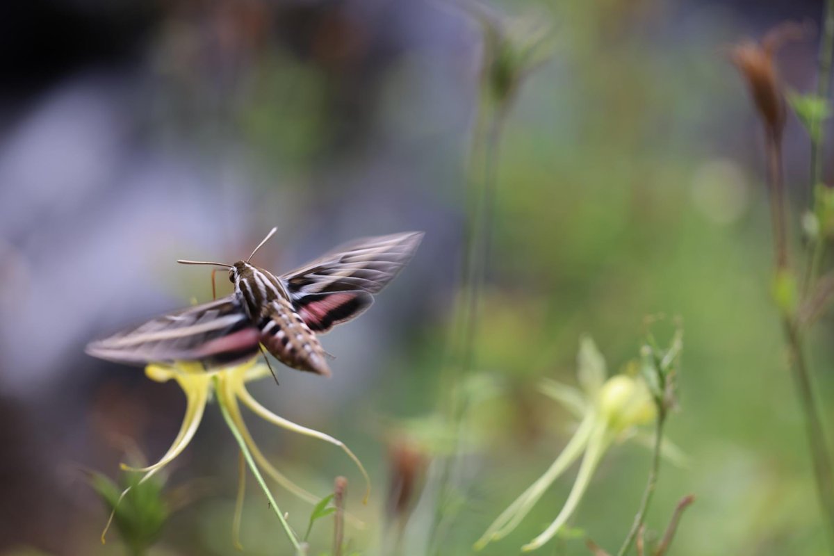 Dr. Joanie King tweet media