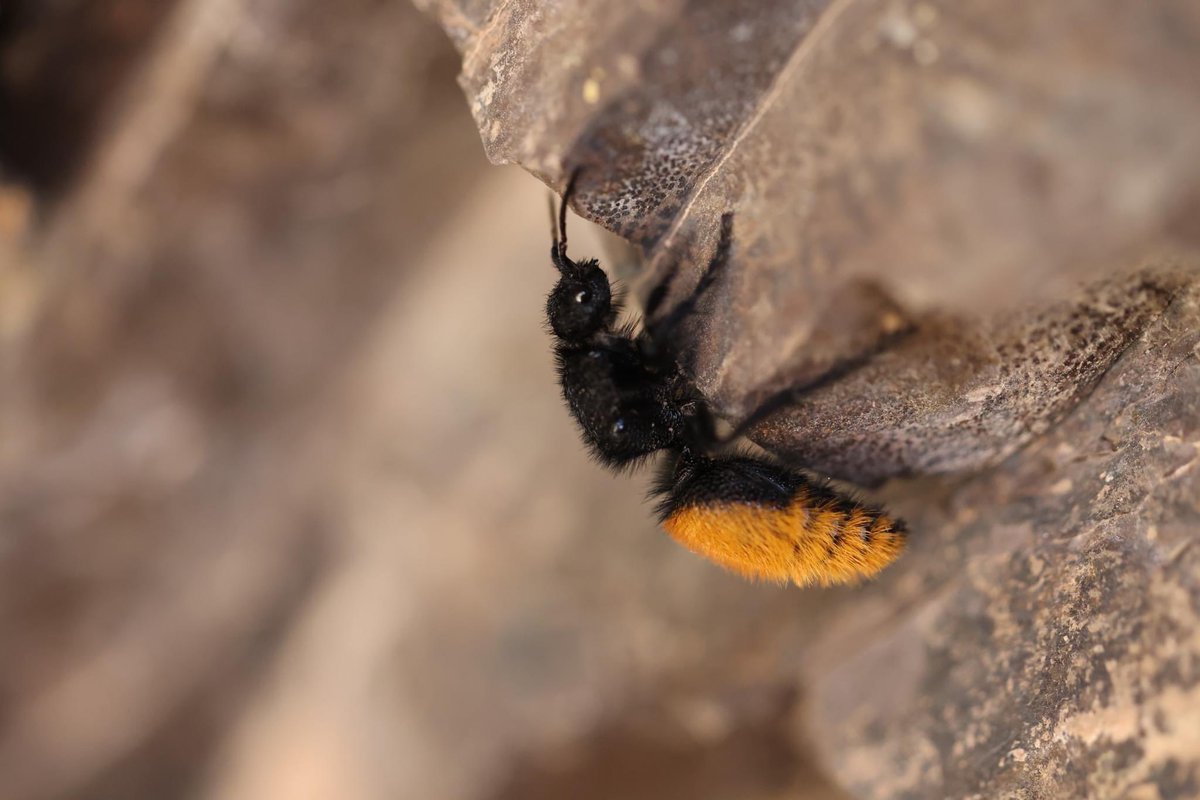 Dr. Joanie King tweet media