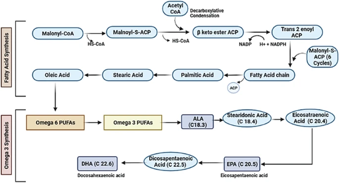 yakzaf's tweet photo. Microbial production of docosahexaenoic acid (DHA): biosynthetic pathways, physical parameter optimization, and health benefits.
#microbial #dha #biosynthesis
https://t.co/Ys7P9o1cH4
@Archives_Micro
#PCSIR https://t.co/UfzsUf9cok
