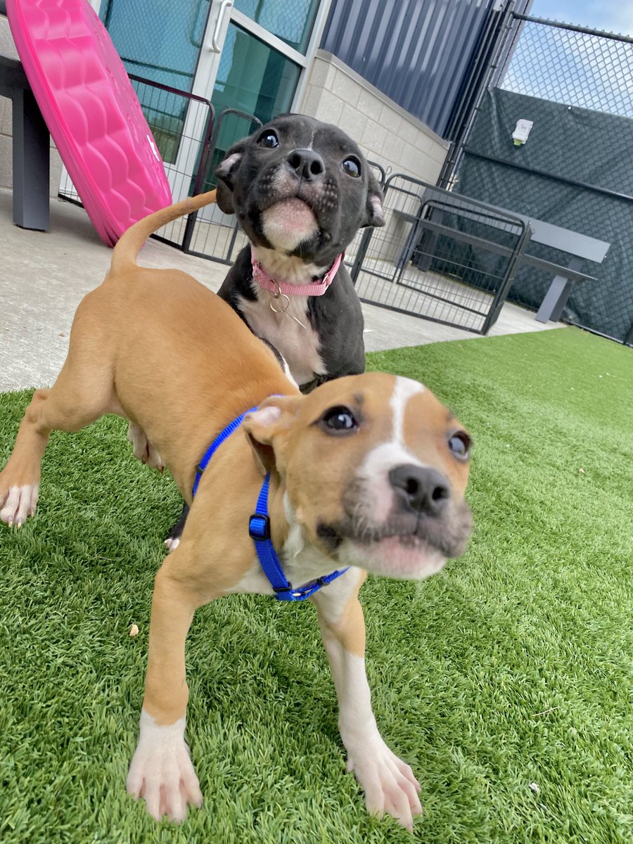 SSHSpets's tweet photo. Blair and Da Vinci just wanted to check in and see how everyone is doing today. 10/10 for both of them. We're doing great now!

Both locations are closed today, but we will be back open tomorrow, August 30th, at noon! https://t.co/oX17E2PZQL