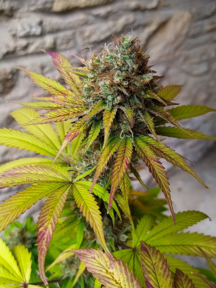 StephandjoG's tweet photo. Gorilla Sherbet F1 Fast Ver from @sweetseeds_es 
7 weeks of flowering.
This one is ready to harvest. Some nice colors ans buds 🤤 https://t.co/YqBvdoTVWg