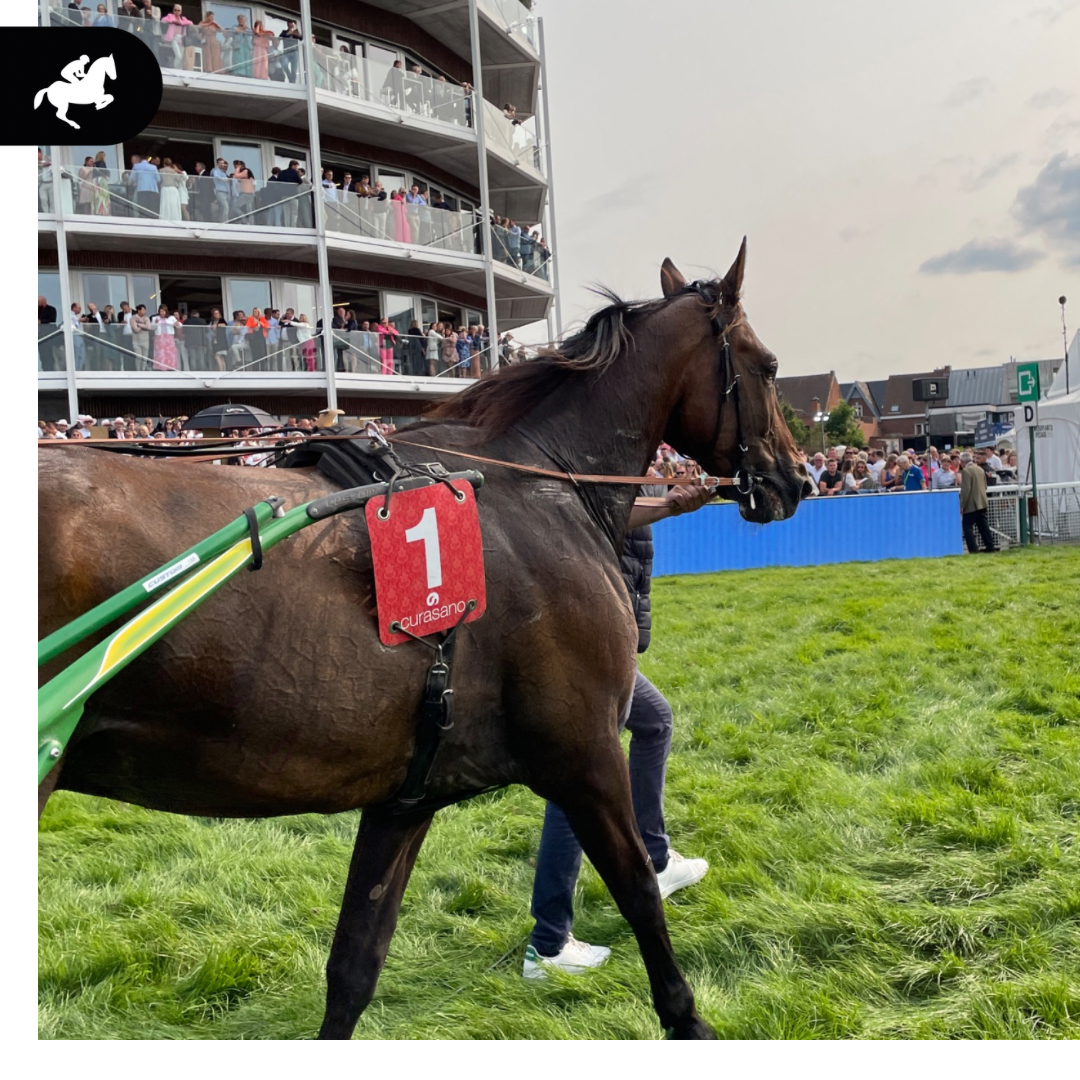 Met ongeëvenaarde kracht draafde Espoir Flymp naar de overwinning in de Grote Prijs Stad Waregem. Onder het bekwame stuur van jockey C.Lelièvre en met eigenaar P. Lelièvre aan de zijlijn, schreven ze geschiedenis op de meest spectaculaire drafkoers van het jaar!