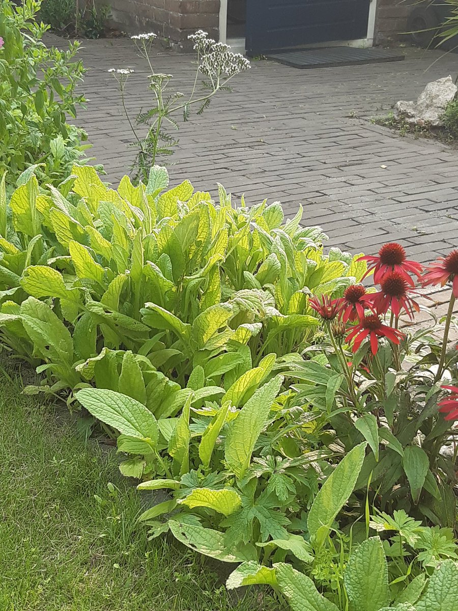 Martine Koelemeijer tweet media