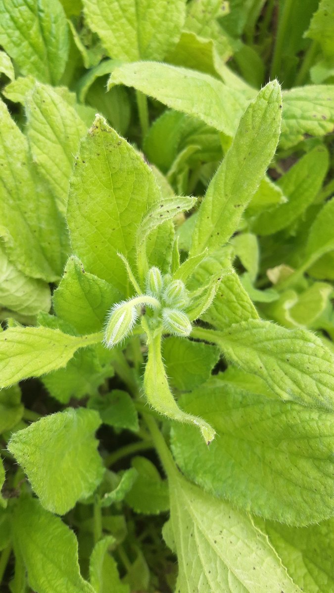 Martine Koelemeijer tweet media