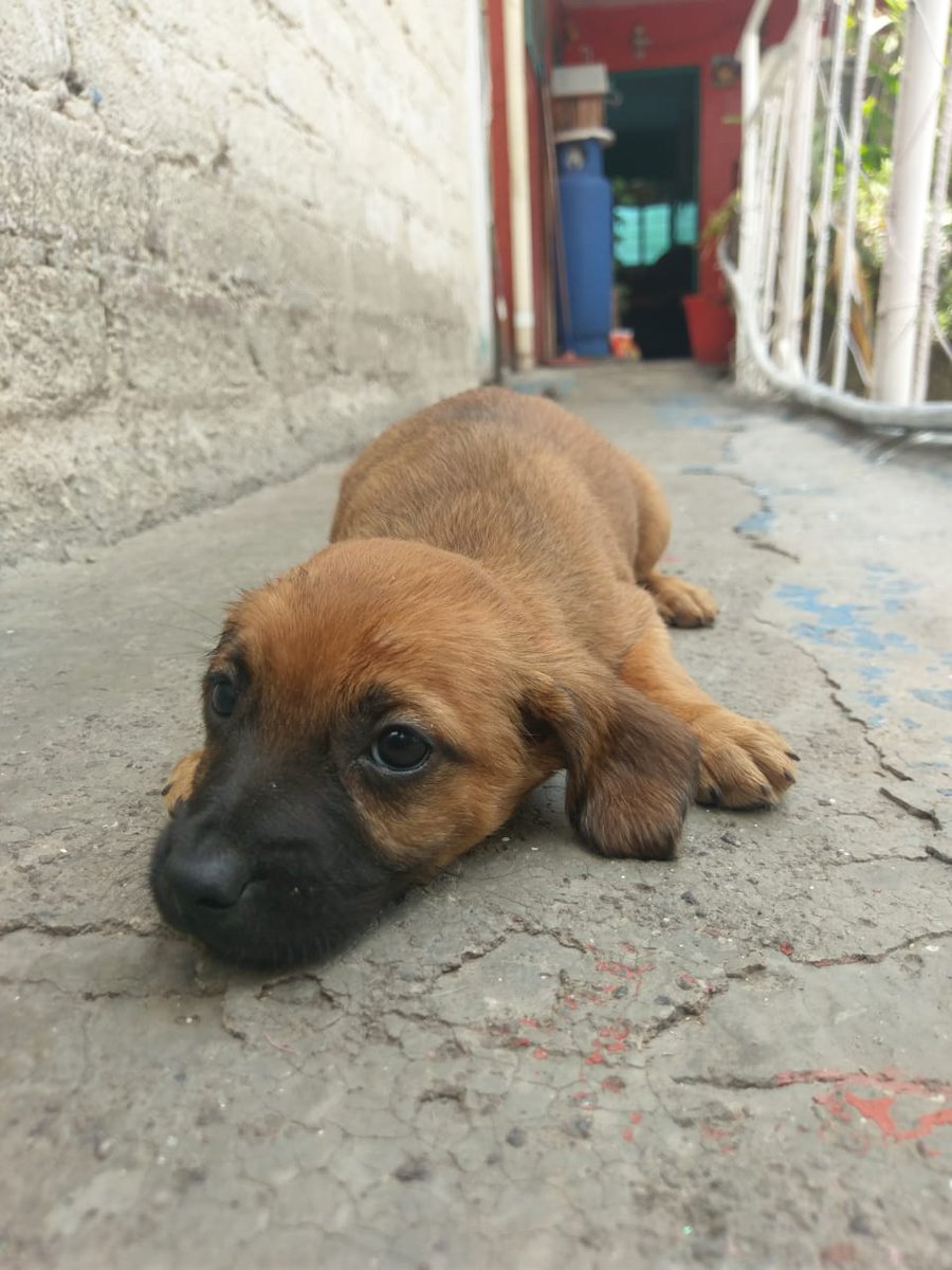 Anelis (@anelis49487290) on Twitter photo Tiffany 2 meses será talla mediana chica como un french desparadorada y su primera vacuna de puppy se va con seguimiento y promesa de esterilización informes x whats al 5532216810 nos apoyan con un rt <a href="/AdoptaCDMX/">AdoptaCDMX</a> <a href="/AdoptaMx/">Adopta Mx (México)</a> <a href="/mascotamx/">Adopta una mascota</a> Tiffany 2 meses será talla mediana chica como un french desparadorada y su primera vacuna de puppy se va con seguimiento y promesa de esterilización informes x whats al 5532216810 nos apoyan con un rt <a href="/AdoptaCDMX/">AdoptaCDMX</a> <a href="/AdoptaMx/">Adopta Mx (México)</a> <a href="/mascotamx/">Adopta una mascota</a>