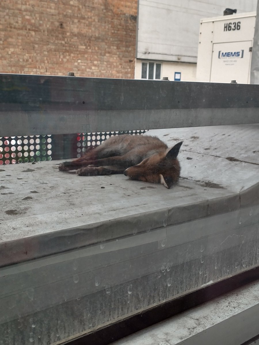 chemcoupling's tweet photo. Lab mascot @kclchemistry
.
.
.
.
.
#fox #labfox #labmascot https://t.co/pnNnclDnXY