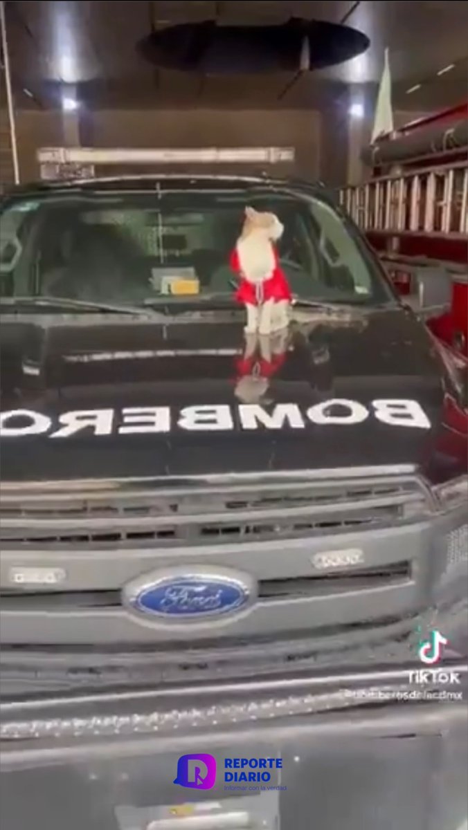 reportediariopv's tweet photo. Muere ‘Wicho’, el gatito bombero capitalino
El primer elemento gatuno del Heroico Cuerpo de Bomberos de la CDMX fallece la tarde del domingo.
Leer nota: https://t.co/Kz4VgprDw2
Redacción: Patricia Retana
#CDMX #Hoy #gatobombero #Fallece #DescanseEnPaz #wicho https://t.co/8GE8I0BO0n