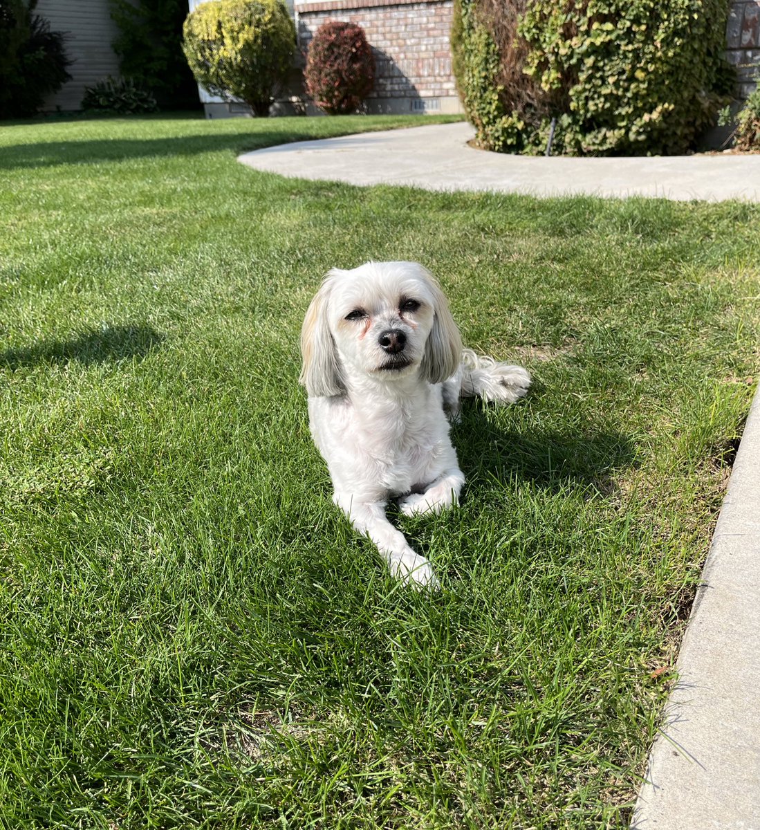 When my dog rushes to the door acting like he really needs to go out and then all he does is sunbathe…