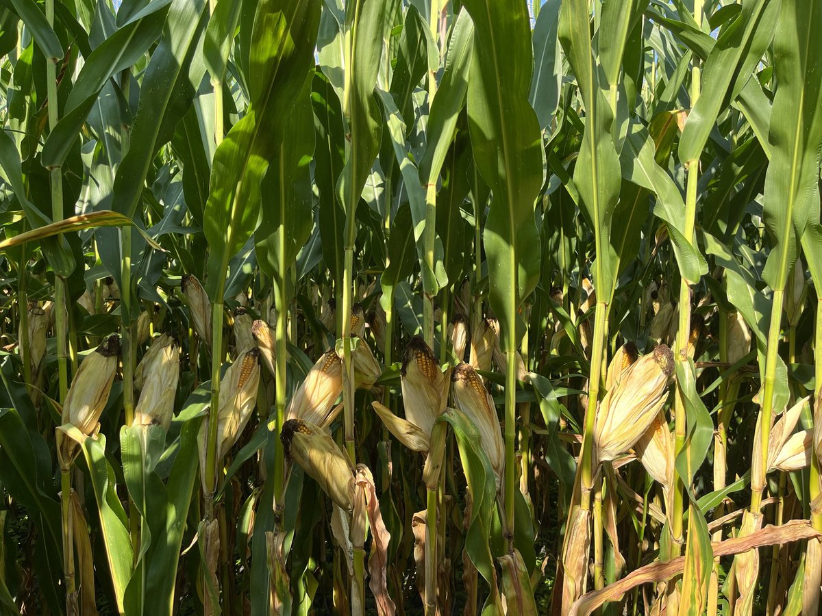 DesclauxT's tweet photo. 🌽 #MAS524A encore épatant cette année. Une régularité de programmation, même en densité élevée. 👌
A noter, son impressionnante régularité d’insertion d’épis et son état sanitaire irréprochable ! @MASseedsfrance
👉 Variété à retrouver dans le réseau @Arvalisofficiel https://t.co/8WpnKNpEim