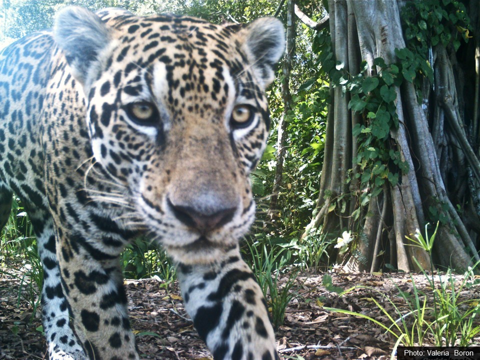 Valeria Boron tweet media