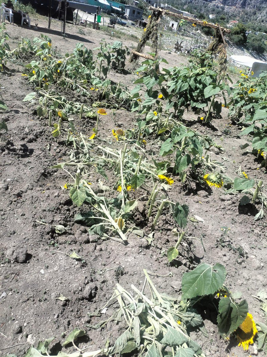 nelvaldez's tweet photo. ¿Recuerdan el campo de #Girasoles en Laguna de Sánchez? 🌻☹️

Pues cobardemente unos sujetos invadieron la parcela y la destruyeron durante la noche del Domingo. Nelly Sánchez propietaria del lugar pide ayuda pues es su único sustento y el sembradío se hizo con recursos propios. https://t.co/QntRWC4CwI