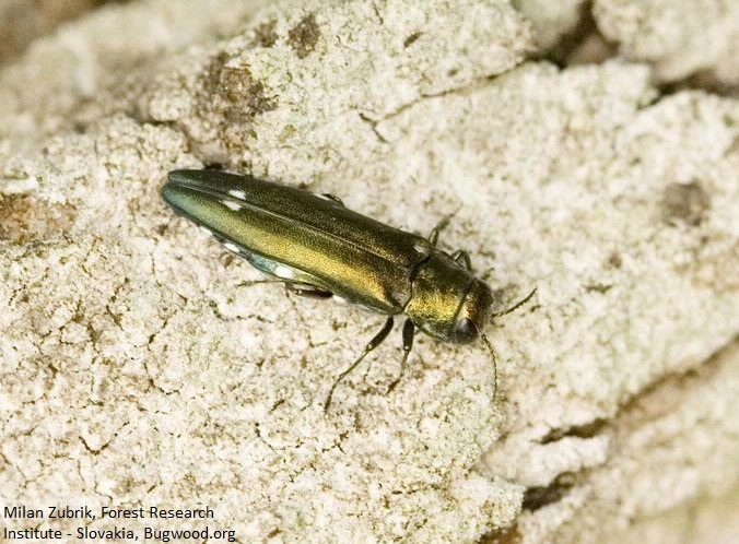 #PestProfile: two-spotted oak buprestid (#Agrilus biguttatus)

🐛🐛 Large numbers can weaken trees
🦠 May be connected to #AcuteOakDecline, a fatal tree disease
⏫ A Europe native but rising populations are causing concern

Our Agrilus factsheet has more:
bgci.org/wp/wp-content/…