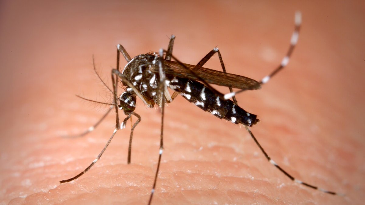 *** AVVISO ***
#codogno #zanzara #prevenzione

Il Sindaco al fine di prevenire la diffusione del virus Dengue, ricorda a tutta la cittadinanza l'importanza di evitare ristagni di acqua nelle proprie abitazioni.