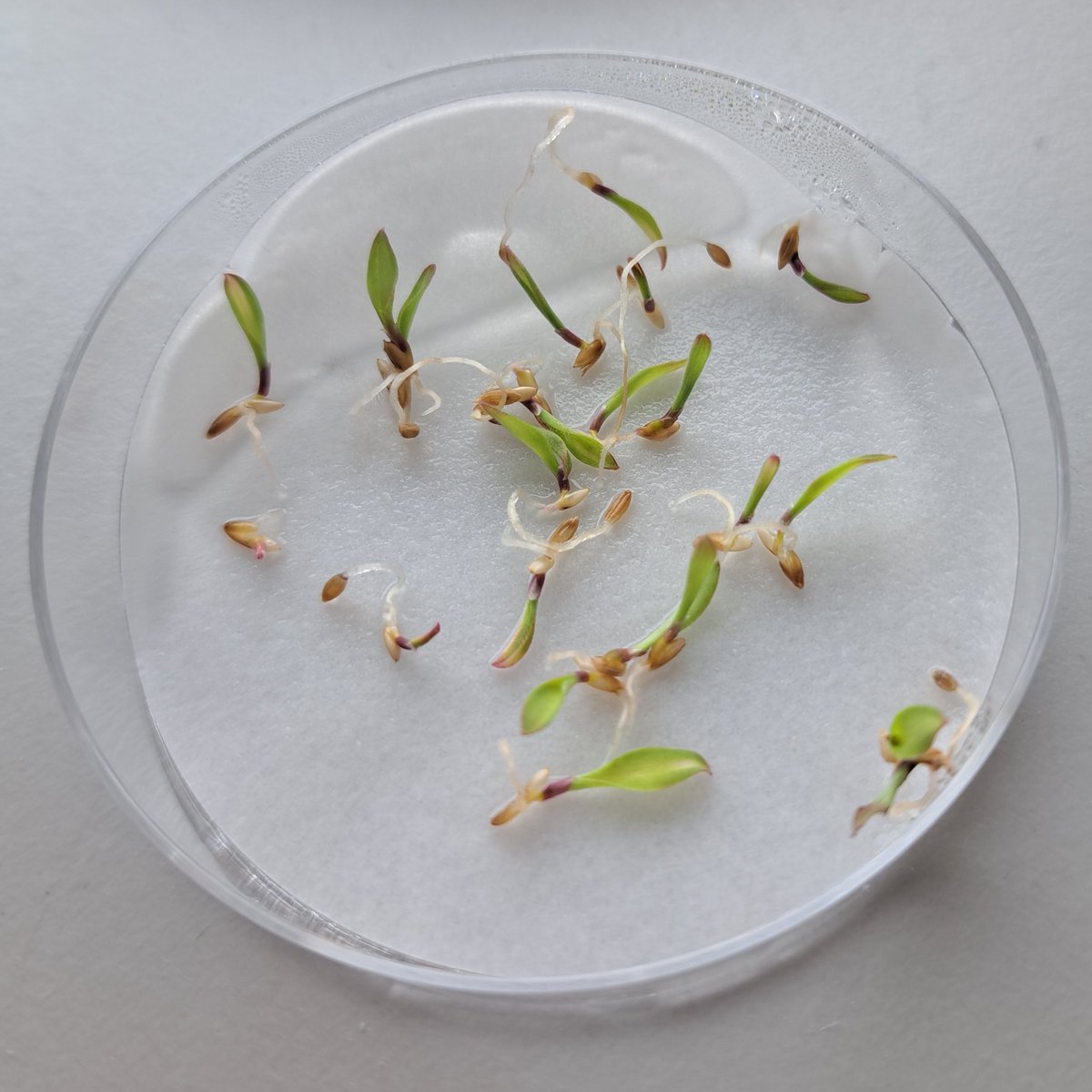 cropsandbops's tweet photo. seedlings of Digitaria sanguinalis (historically cultivated as Polish millet) ready for chromosome counts ! 🌱🌾 #kewscience #sscpdtp https://t.co/3zAOVrhTdU