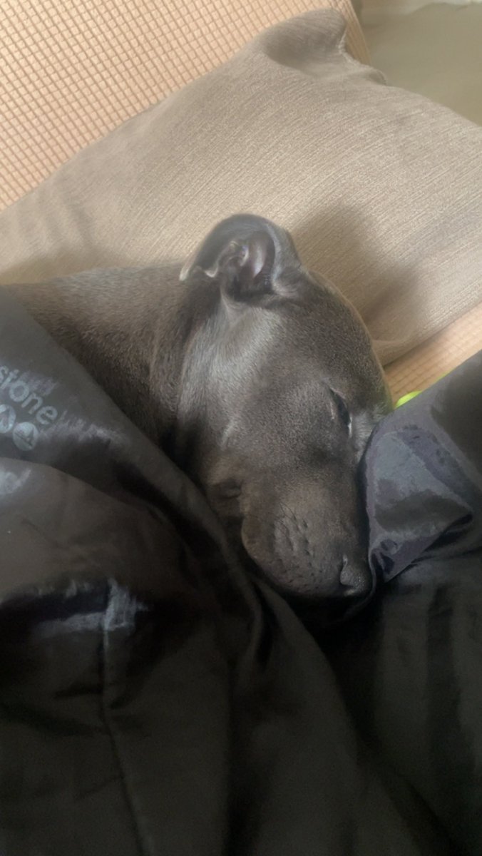 formulariaaa's tweet photo. just wanted to post a photo of my cute sleepy girl https://t.co/mN48qQf8OD