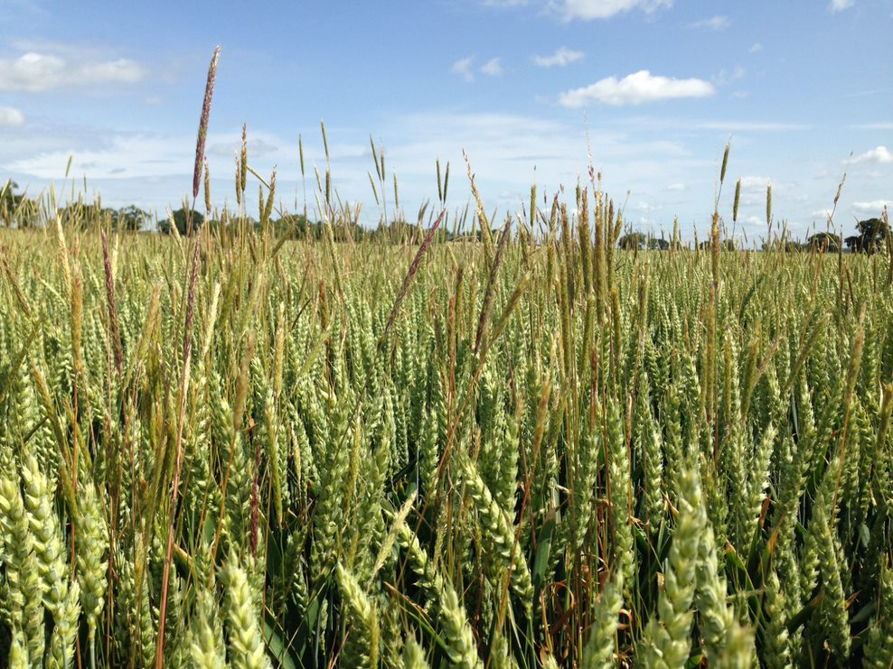 What makes a crop variety more competitive against weeds? 🌱

Typical favourable traits include: tall, planophile leaves, tiller more, have a high growth rate, allelopathy, rapid biomass accumulation.

Can you think of any more? Or any drawbacks of such traits (e.g lodging)? 🧐