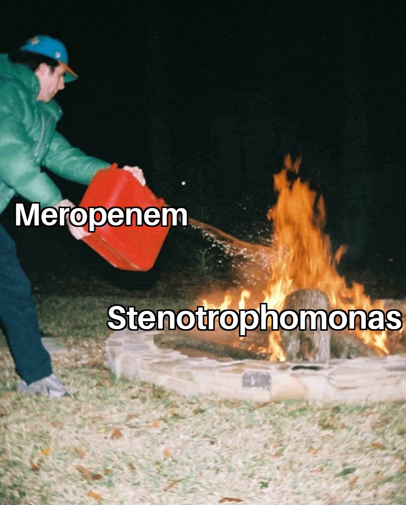 Meropenem isn't always the choice

#stewardmeme