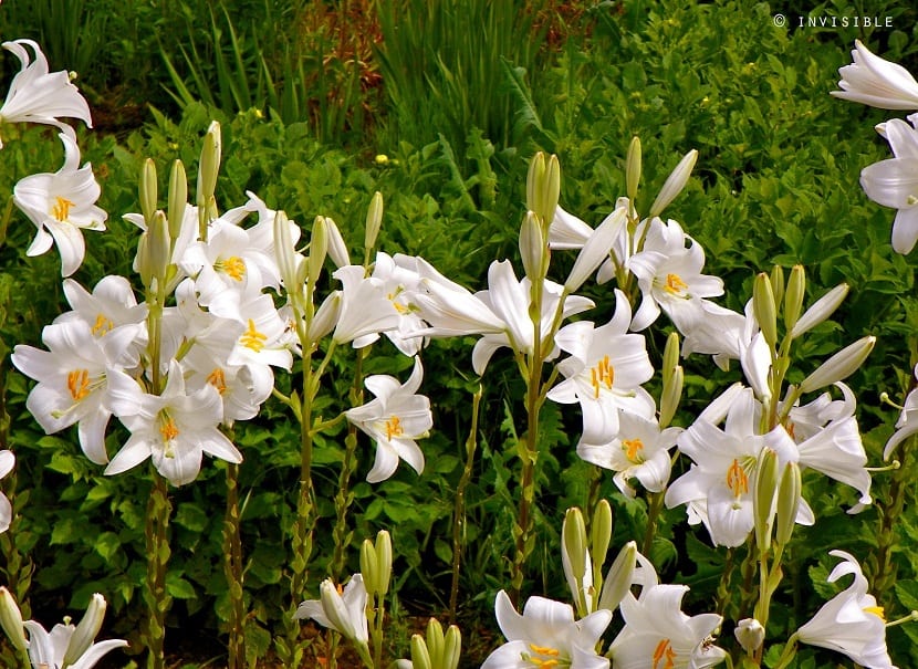 LObservatori_V's tweet photo. Paraula del dia 😃😉

Assussena, -nes
(De l’àrap as-susana, el lliri.)

1. Planta liliàcea (Lilium candidum), de vora 90 centímetros d’altària, fulles llanceolades i flors blanques en pomell.
2. Nom propi de dòna.
https://t.co/iMJIGCOooF https://t.co/ZPIKelZ1w4