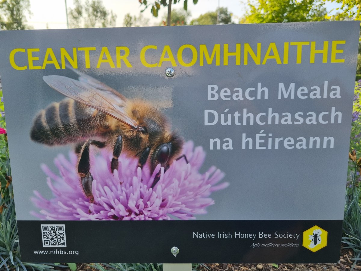 SETU_President's tweet photo. SETU is certainly a hive of industry these days. Keep an eye out for the new conservation areas for our native Irish honey bees @SETUIreland campuses #biodiversity #NativeIrishBees #bees https://t.co/tYiRRheYh7