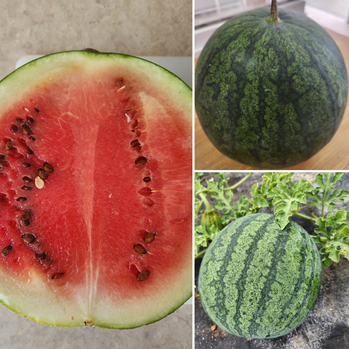 TriedTruePlants's tweet photo. Our first #homegrown watermelon! 🥳 Sugar Baby #watermelon is the perfect size for home #gardeners. It's #crisp, #juicy, #sweet, and #delectable. 😋
#growyourown #epicgardening #garden #homegrown #gardentotable #ediblegarden #summer #gardenfresh #gardening #harvest #instagarden https://t.co/2ZxFzPLrR4