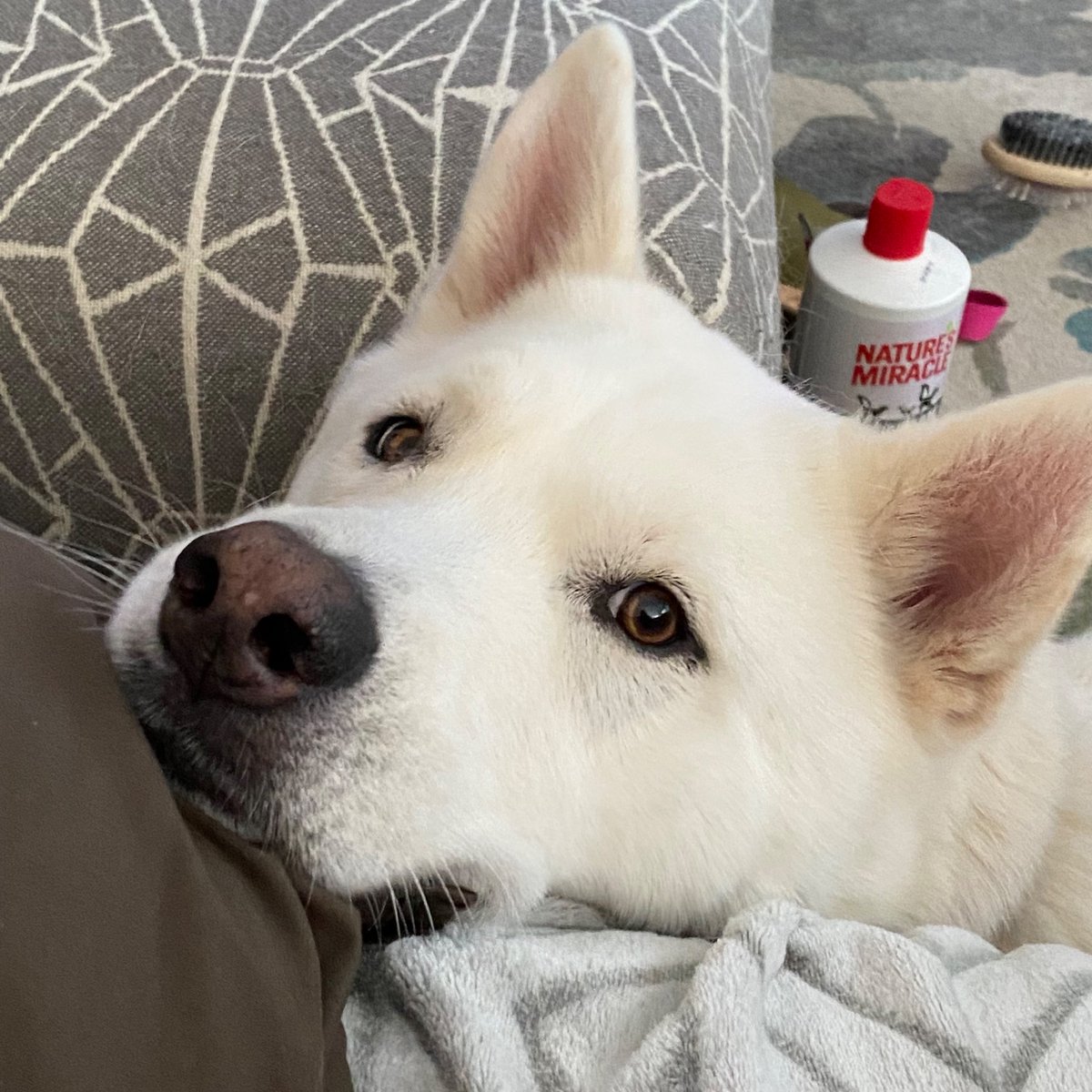 Everyone. This is Hiro. He’s been skunked twice in the last 5 weeks and now he’s grounded.