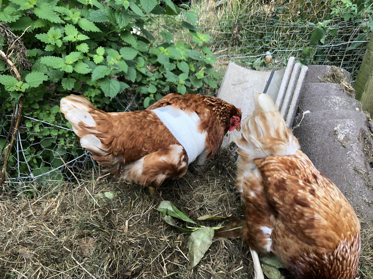 InternetOfHens's tweet photo. Today's installment of "things I've never done before". https://t.co/cAycg4jdkg