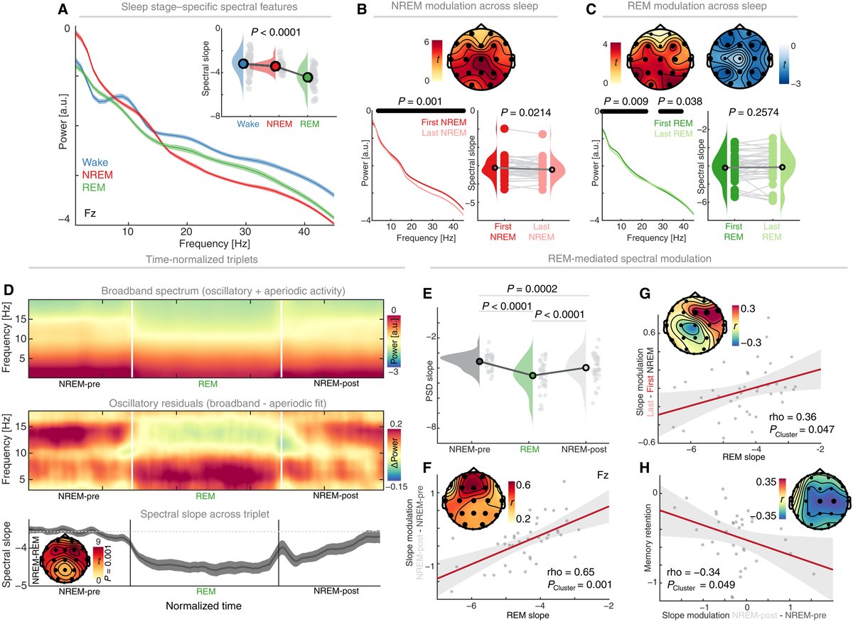 When we rest, we remember—EEG recordings show that nonoscillatory brain activity during #REMsleep reconfigures neural activity, consolidating our memories overnight and enhancing long-term #memory. scim.ag/3TC
