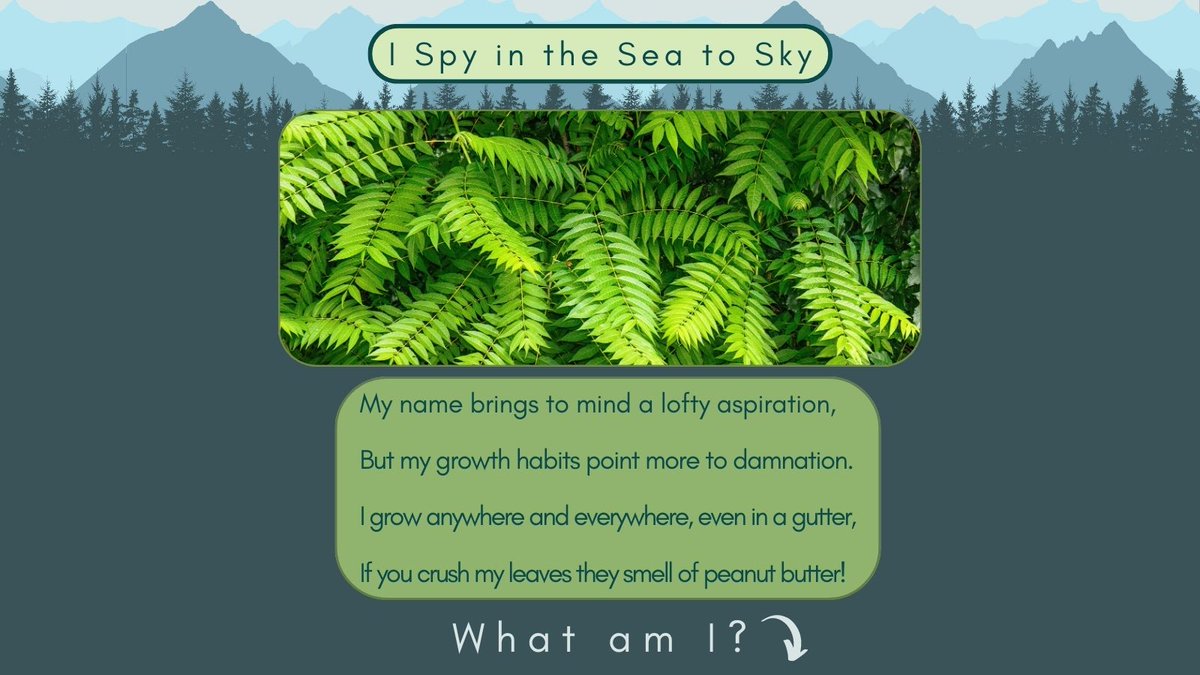 Sea To Sky Invasives tweet media