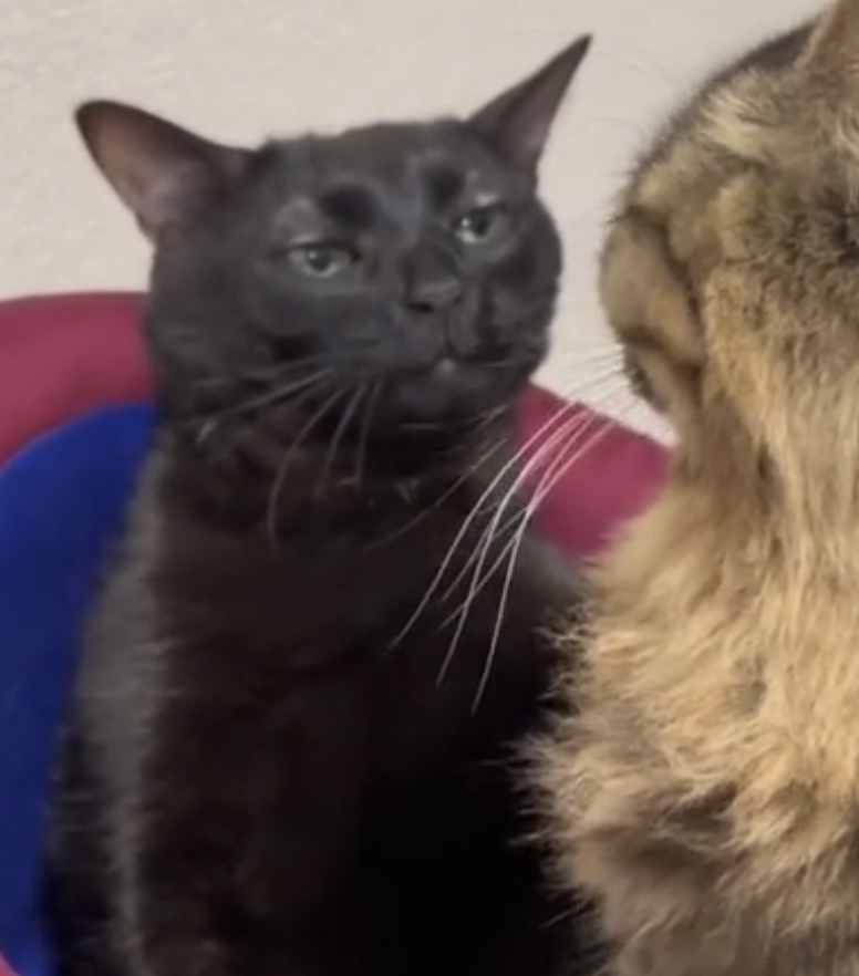 PetANtastic's tweet photo. As a matter of fact, we didn't know that the cat facing him was also looking at him the same exact way....🤣

#pettastic #petantasitc #viralcat #FUNNY #MEME https://t.co/3RECyvRQLJ