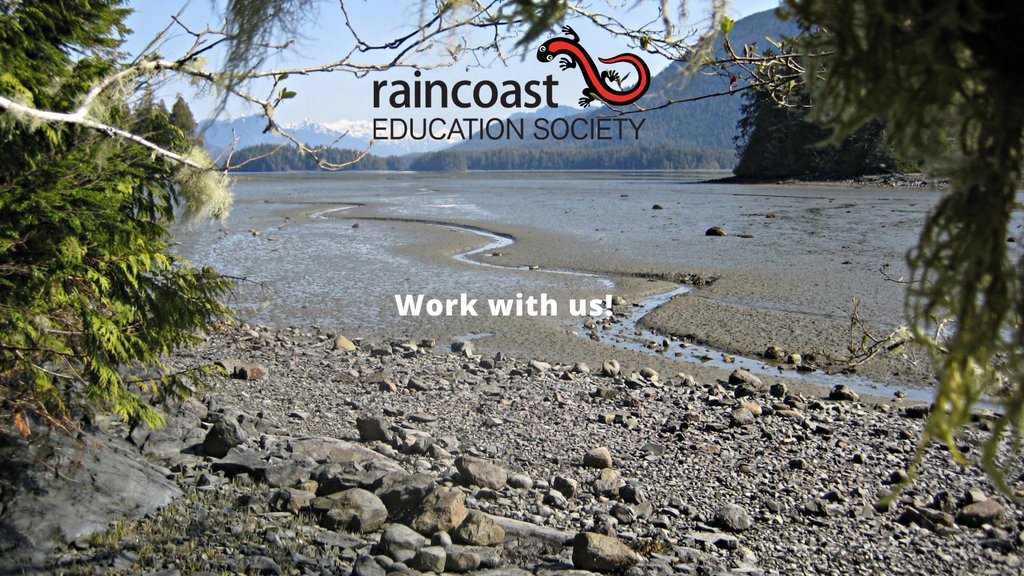 The RES is seeking a passionate, adaptable individual who enjoys professional flexibility and working with children to run our Tofino Field School. 

A post-secondary degree in biological sciences and/or... see  more in 🔗 in our bio.⁠

#hiring #raincoasteducationsociety