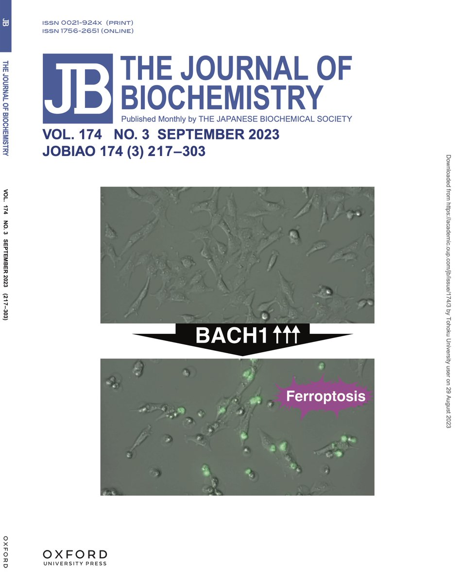 hironishiZw's tweet photo. Fortunately, our paper on the ferroptosis model cells through BACH1 re-expression has been selected for the cover of the September issue of the Journal of Biochemistry.
#ferroptosis #BACH1
https://t.co/reM8VYlhEV
https://t.co/d8LPg56ehM https://t.co/qZaFJnJqYP