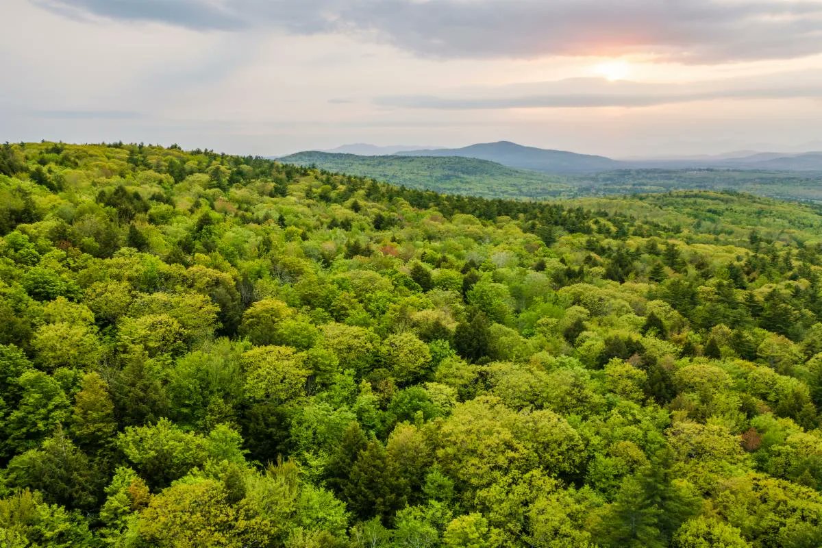 4wildplaces's tweet photo. The Wild Times August Enewsletter features a new Wilderness Preserve in #NewYork, an active conservation project to protect 500+ acres of old forest in #Maine, and much more! Read on &amp; sign up to receive our updates monthly at https://t.co/aBTvSuNoFo 
📸 Jerry Monkman https://t.co/7JFusNPuzs
