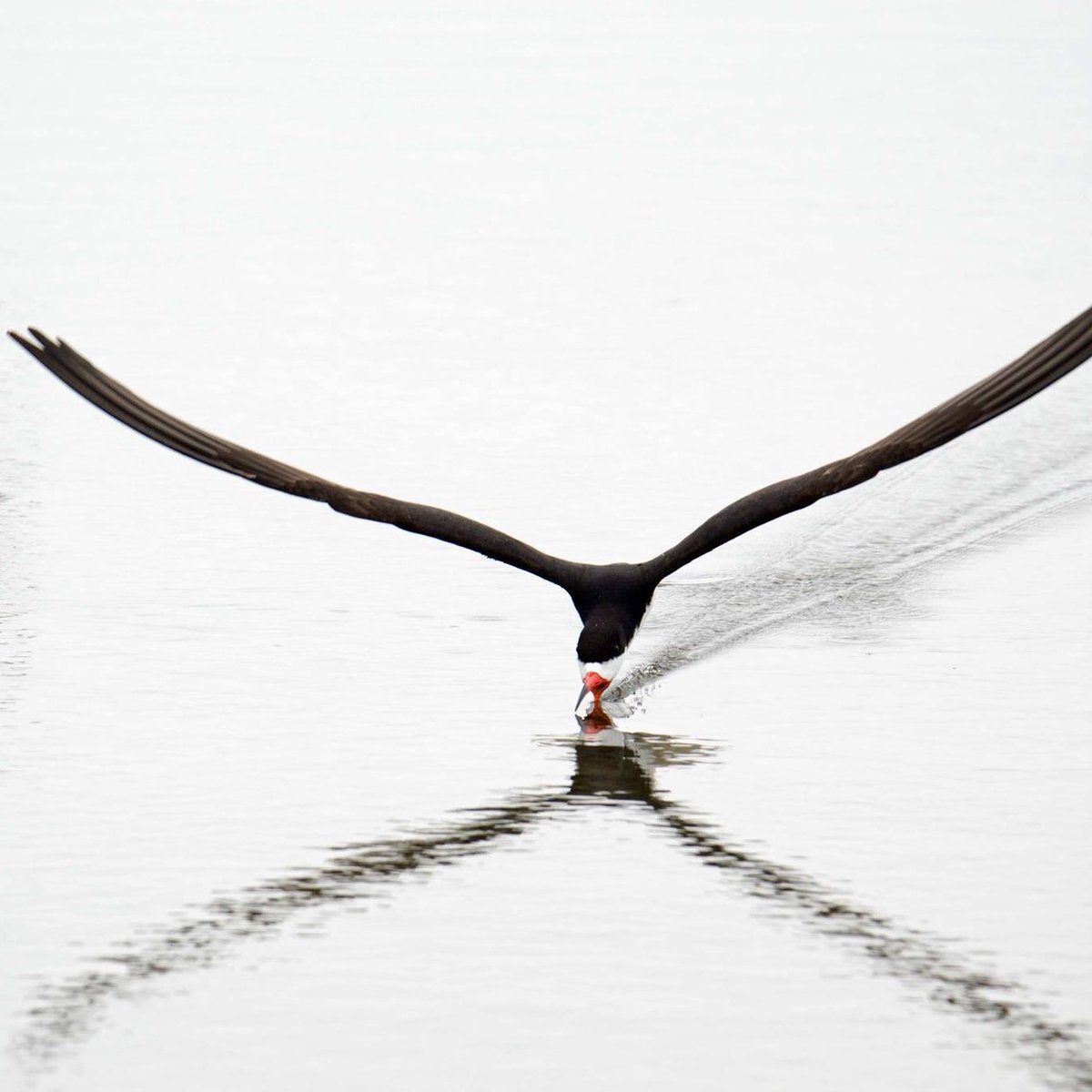 Black Skimmers (Rynchops niger) are one of the most interesting birds here at Bolsa Chica with a longer lower mandible than the top. Until the end of August, Black Skimmers feed on the fish in the bay and sometimes nest at Bolsa Chica. PC: Shirley Kell