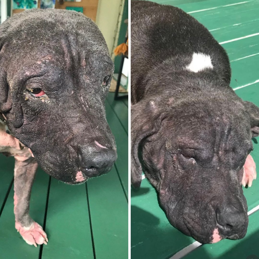 TheraCleanInc's tweet photo. Say hi to Juno!

Juno was rescued from a shelter and immediately found @naoandbradley in Hawaii. With the power of our microbubbles after just six baths, her skin has made a complete transformation. Beautiful Juno is now living her best life! https://t.co/EzCJRGeRO6