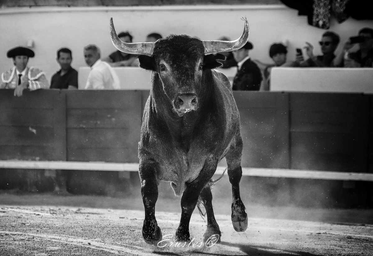 #CreandoArte  #fotografiataurina  #blackandwite #fotografía  #detalles #momento #Miura @MiuraGanaderia