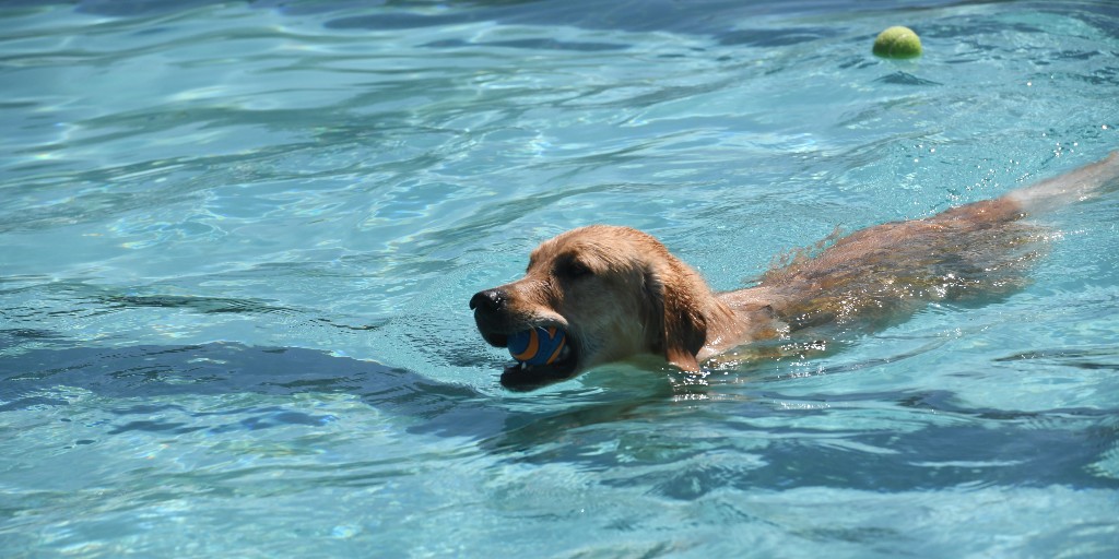 Are you ready for Doggie Dip? Register your dog and stop by Chimney Park Pool this Sun, Sep 3 for a refreshing dip in the pool🐕🌊

Verification of shots required. Dogs must be on a leash when not swimming. Registration is $6/dog.

Register at bit.ly/DoggieDip2023